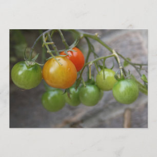 Tomato Plant Invitation