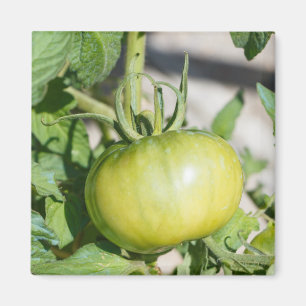 Tomato ripening in an orchard magnet