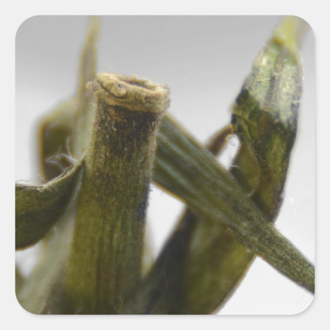 Tomato Square Sticker (Front)