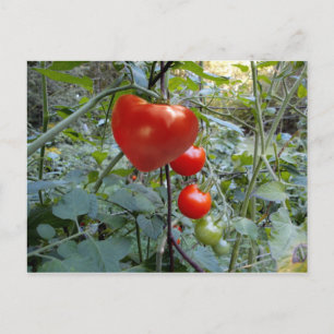 Tomato Summer in New Hampshire Postcard