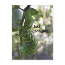 tomato worm  / Caterpillar