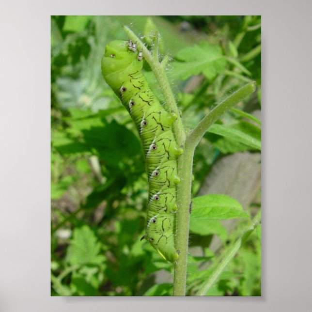 tomatobug poster (Front)