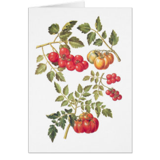 Tomatoes