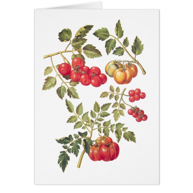 Tomatoes (Front)