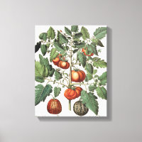 Tomatoes and Melons: 1.Poma amoris fructu luteo; 2