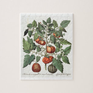 Tomatoes and Melons: 1.Poma amoris fructu luteo; 2 Jigsaw Puzzle