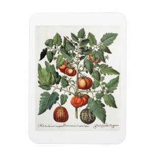 Tomatoes and Melons: 1.Poma amoris fructu luteo; 2 Magnet