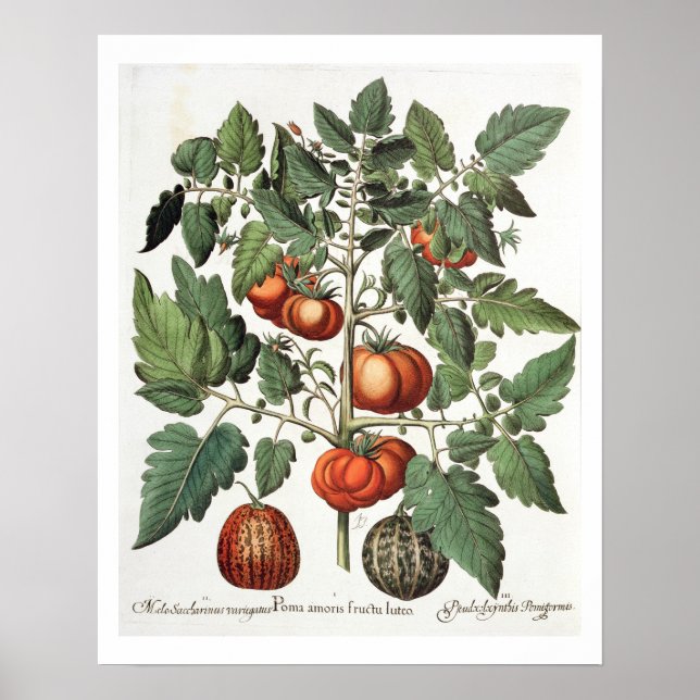 Tomatoes and Melons: 1.Poma amoris fructu luteo; 2 Poster (Front)