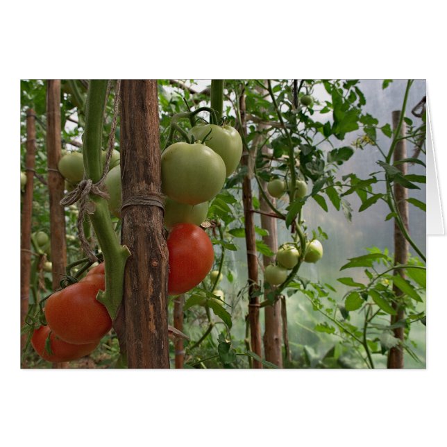 Tomatoes Card (Front Horizontal)