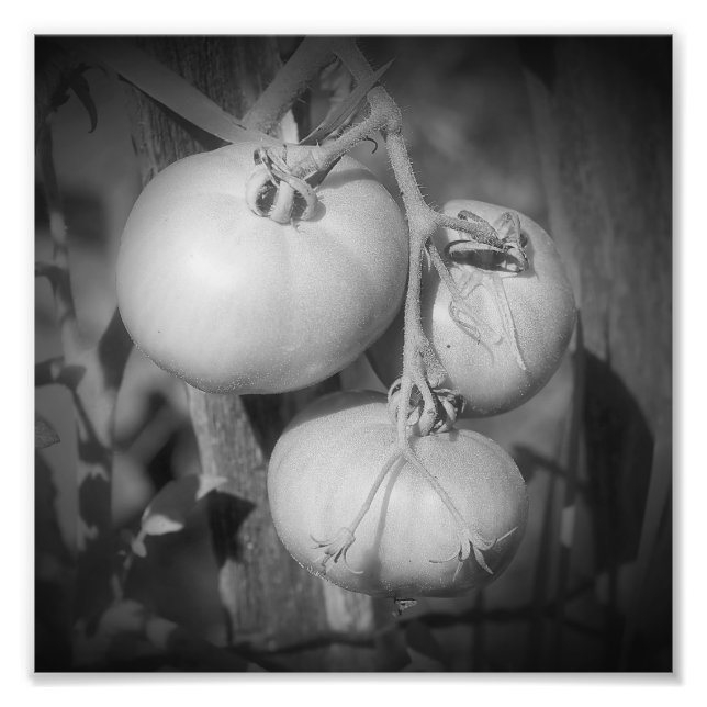 Tomatoes On The Vine Black And White 8x8 Photo Print (Front)