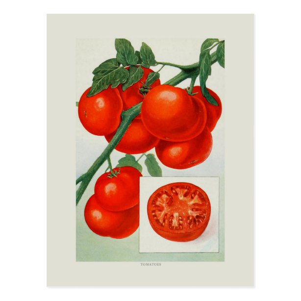 Tomato Birthday Cards Zazzle UK