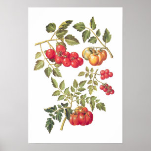 Tomatoes Poster
