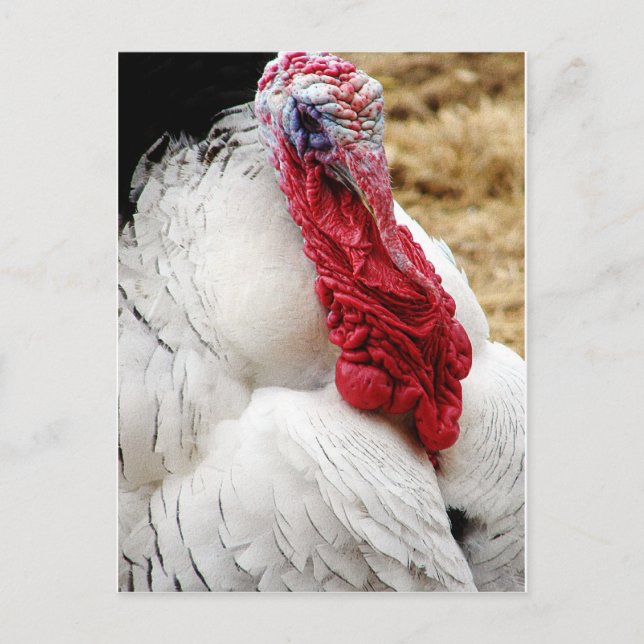 Tommy Postcard (Front)