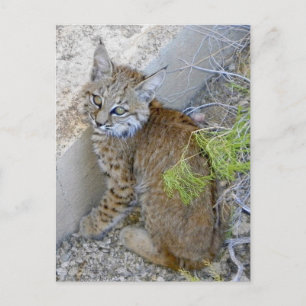 "Tommy" the bobcat saved Postcard