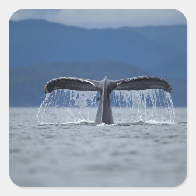 Tongass National Forest, Humpback Square Sticker (Front)