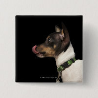Tongue out of black and White Rat Terrier