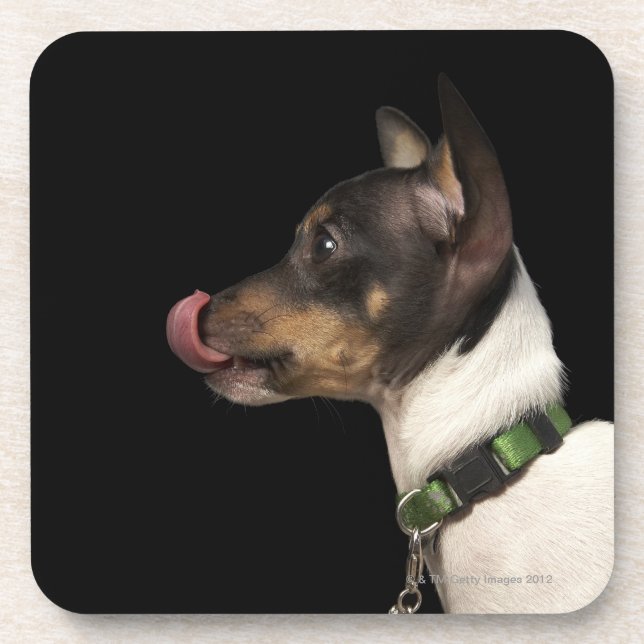 Tongue out of black and White Rat Terrier Coaster (Front)