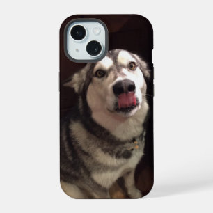 Tongue Teasing Alaskan Malamute Photograph iPhone 15 Case