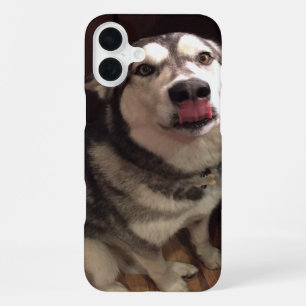 Tongue Teasing Alaskan Malamute Photograph iPhone 16 Plus Case