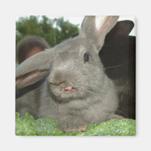 Tongue twister magnet