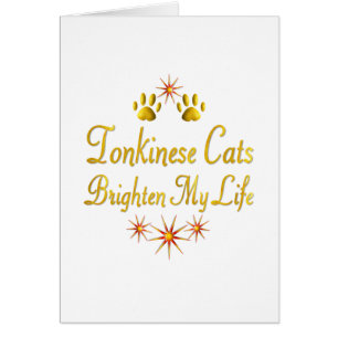 Tonkinese Cats Brighten My Life