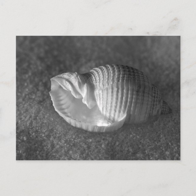 Tonna Tesselata Postcard (Front)