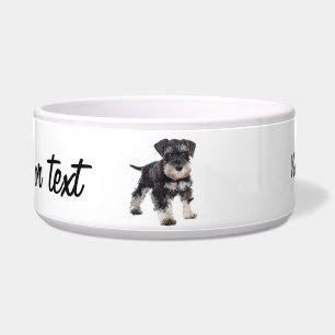 Too Cute Puppy Miniature Schnauzer Dog