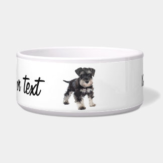 Too Cute Puppy Miniature Schnauzer Dog
