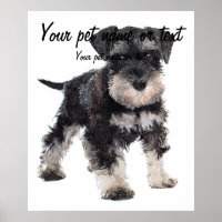 Too Cute Puppy Miniature Schnauzer Dog