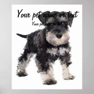 Too Cute Puppy Miniature Schnauzer Dog Poster