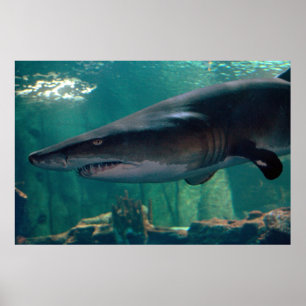 Toofy Li'l Grin Poster