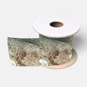 Toony dwarf mice satin ribbon