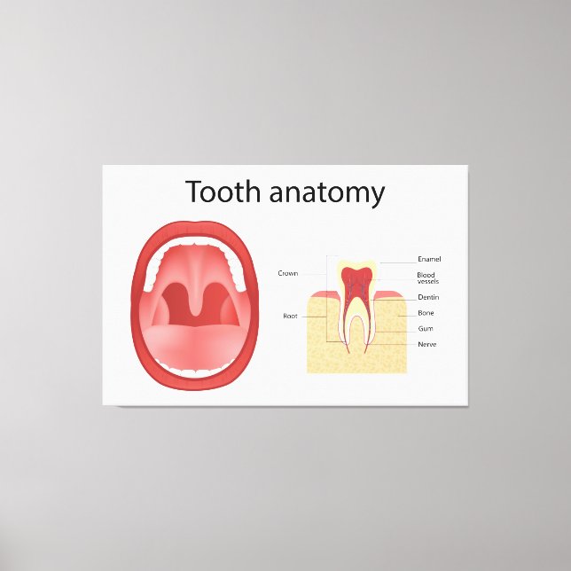 Tooth anatomy canvas print (Front)