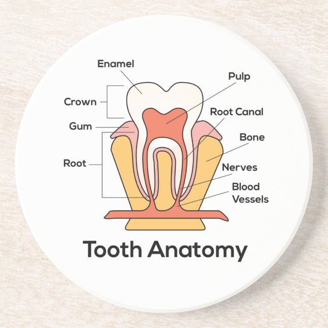 Tooth Anatomy Chart Coaster (Front)