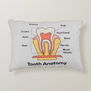 Tooth Anatomy Chart Decorative Cushion
