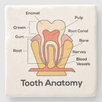 Tooth Anatomy Chart