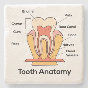 Tooth Anatomy Chart Stone Coaster