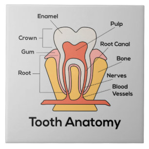 Tooth Anatomy Chart Tile