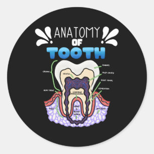 Tooth Anatomy Dentist Humour For Orthodontist Classic Round Sticker