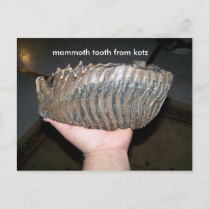 tooth, mammoth tooth from kotz postcard