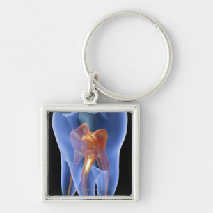 Tooth, transparent cross section of a molar key ring