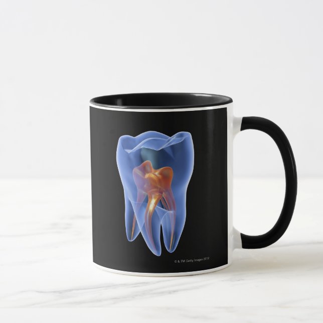 Tooth, transparent cross section of a molar mug (Right)