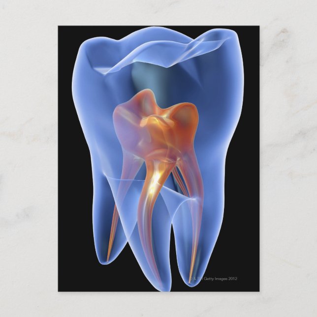 Tooth, transparent cross section of a molar postcard (Front)