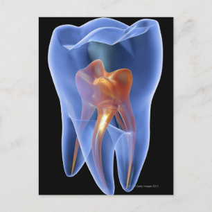 Tooth, transparent cross section of a molar postcard