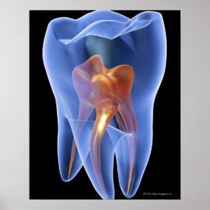 Tooth, Transparent Cross Section of a Molar Poster