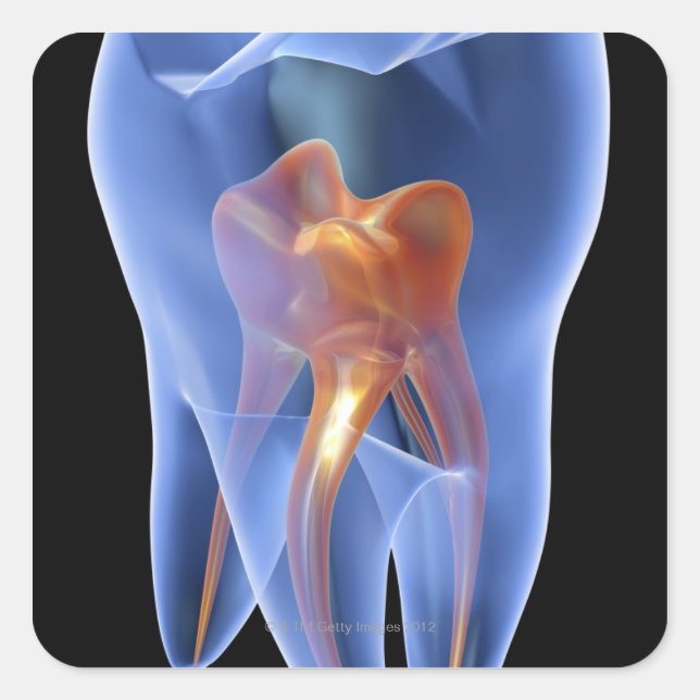 Tooth, transparent cross section of a molar square sticker (Front)