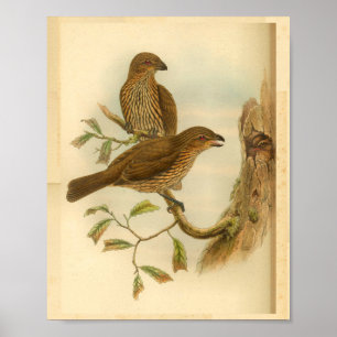 Toothed Billed Bower Bird Brown Vintage Print