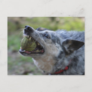 Toothy Ball Postcard