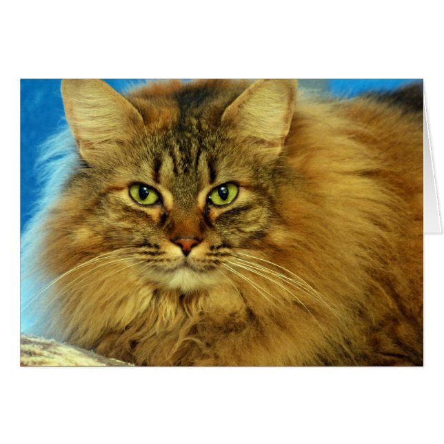 Tootles (Front Horizontal)