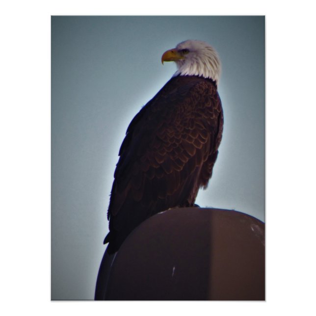 "Top Bird" Photo Print (Front)